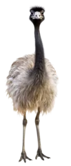 Zelfklevend Fotobehang Emu isolated on white. Ostrich on a light, transparent background. PNG file. Generative AI © michalsen