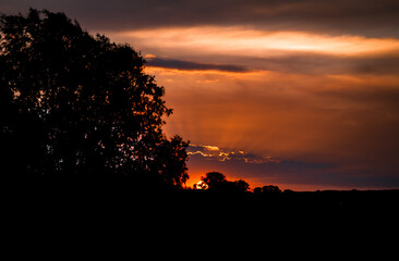 sunset in the forest