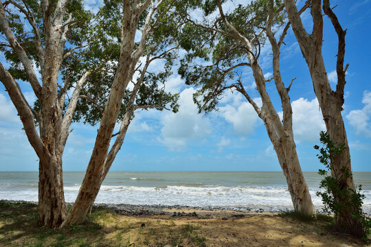 Eucalyptus Trees on Beach, Captain Cook Highway, Queensland, Australia