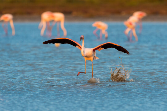 Greater Flamingo (Phoenicopterus roseus) Taking off, Saintes-Maries-de-la-Mer, Parc Naturel Regional de Camargue, Languedoc-Roussillon, France