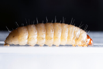 Detailed View of Galleria mellonella Larva