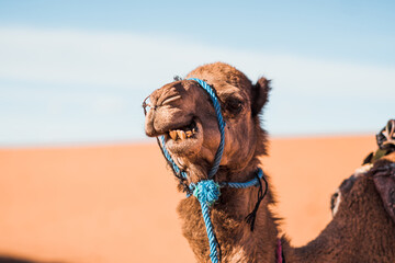 Funny real camel standing in the Merzouga Desert in the Arabic desert 