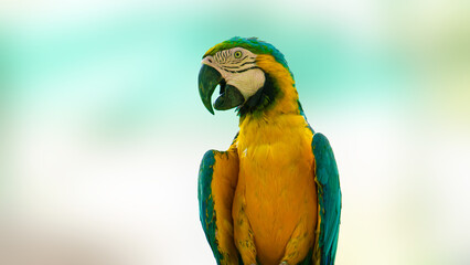 Colorful Blue and Yellow Macaw Parrot Posed against Green Background
