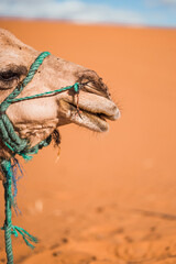 a head of a camel in the desert Merzouga