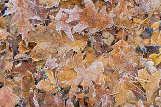 Close-up of oak tree leaves in autumn covered with rime in the Odenwald hills in Bavaria, Germany