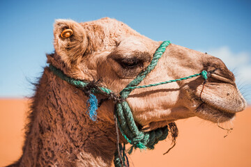 head of a camel in the desert Marocco Merzuga