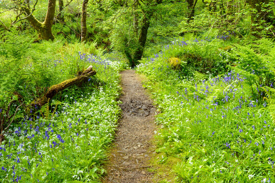 Pathway through spring forest with bear's garlic and bluebells near Armadale on the Isle of Skye in Scotland, United Kingdom