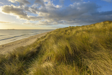 Dune grass on sand dunes on the beach at sunrise along the North Sea at Bamburgh in Northumberland, England, United Kingdom
