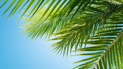 Naklejka premium Vibrant green palm leaves against blue sky