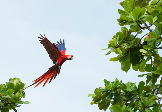 Scarlet macaw (Ara macao) flying towards tree branches over Playa Caletas; Osa Peninsula, Costa Rica