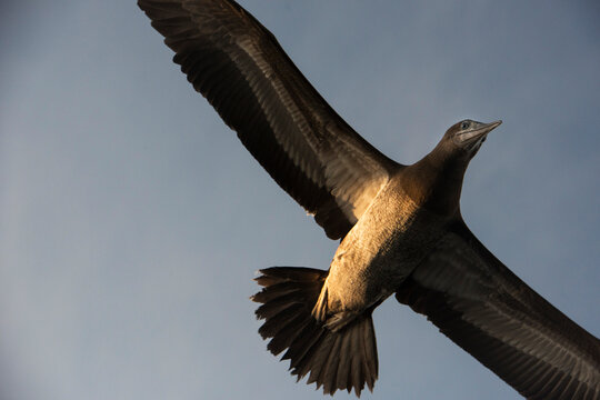 Low angle view of the underside of a Brown booby (Sula leucogaster) in flight in a blue sky over Bona Island; Bona Island, Panama