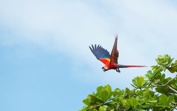 Scarlet macaw (Ara macao) flying towards tree branches over Playa Caletas; Osa Peninsula, Costa Rica