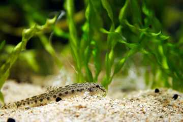 Golden spined loach fish - Sabanejewia aurata