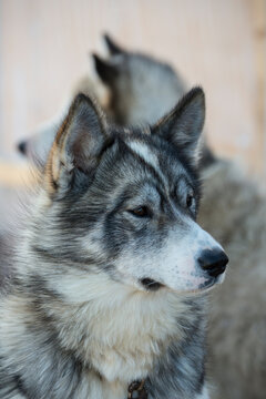 Portrait of a pair of Huskies; Mugford Tickle, Newfoundland and Labrador, Canada