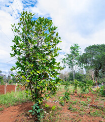 Fototapeta na wymiar Coffee tree sprouting white blossom,growing at a small plantation in the hills of southern Laos.