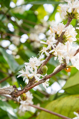 White blossom,on the small branches of a young coffee tree,at a plantation near Pakse, in southern Laos.