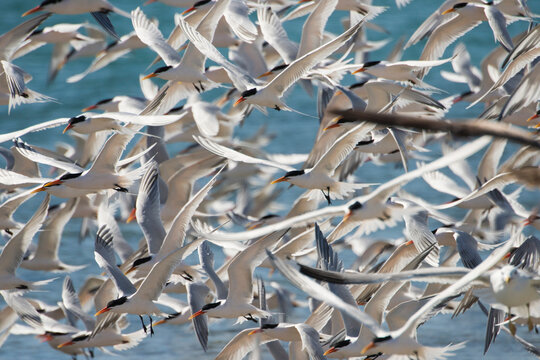 Flock of Caspian terns (Sterna Caspia) at Punta Belcher on Isla Magdalena; Baja California, Mexico