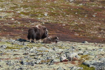 Musk Ox in Norway