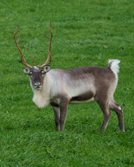 Reindeer in Norway