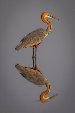 Close-up portrait of a goliath heron (Ardea goliath) standing reflected in shallow water in Chobe National Park; Chobe, Botswana