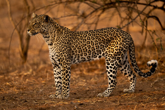 Portrait of a leopard (Panthera pardus) standing on sandy ground looking left, Chobe National Park; Chobe, Botswana