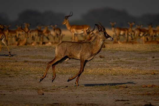 Close-up of a roan antelope (Hippotragus equinus) galloping past a herd of common impalas (Aepyceros melampus) in Chobe National Park; Chobe, Botswana