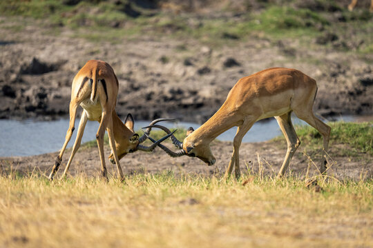Close-up of two male, common impalas, (Aepyceros melampus) fighting on the riverbank, locking horns, Chobe National Park; Chobe, Bostwana