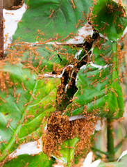Large swarm of red ants,attacking and eating the leaves of a coffee plant,at a plantation in southern Laos,Southeast Asia.