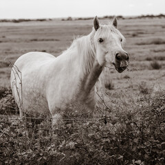 Horse in Bretagne, France