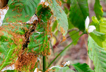 Large swarm of red ants,attacking and eating the leaves of a coffee plant,at a plantation in...