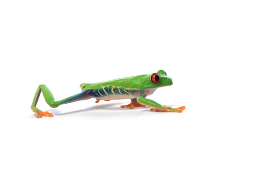 Red Eyed Tree Frog Walking