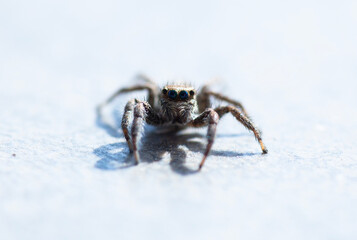spider photo at the nature macro photo