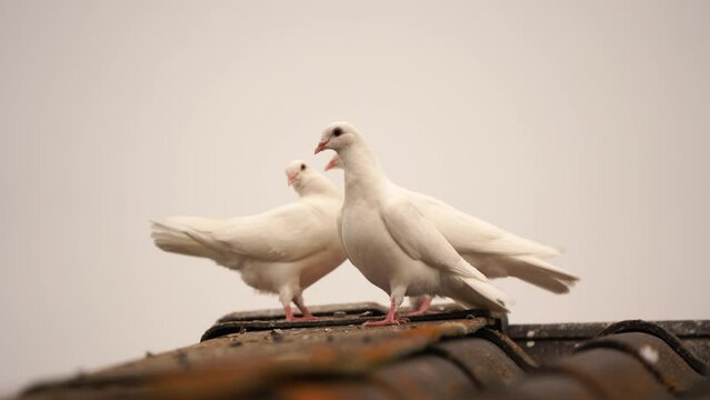 Wedding doves (white doves) sitting on a roof