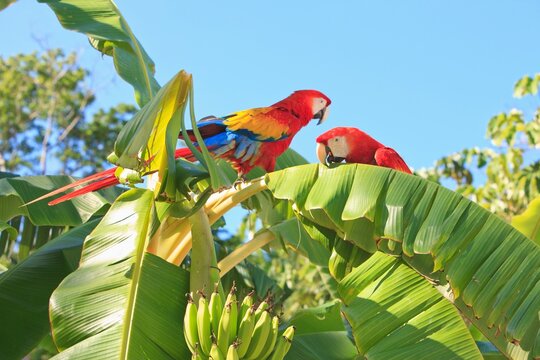 Coxen Hole, Bay Islands, Honduras; Scarlet Macaws (Ara Macao) On A Banana Tree In The Rehab Centre And Forest Preserve On Mango Key