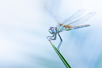Dragonfly in Its Natural Habitat