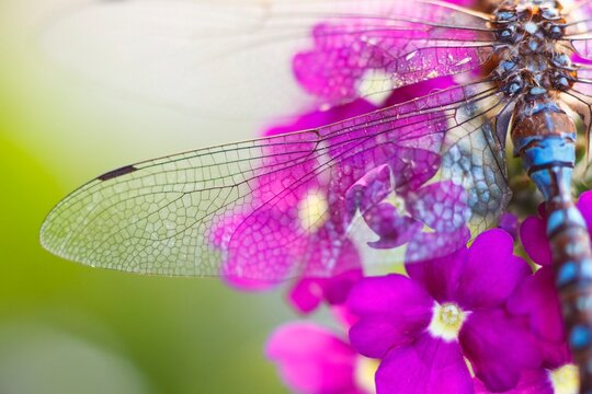 Oregon, United States Of America; Morning Dew On A Dragonfly Wing - Powered by Adobe