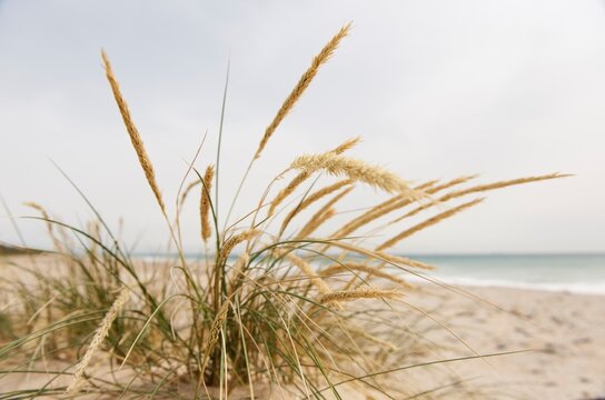 Punta Paloma Beach Along Costa De La Luz; Tarifa, Cadiz, Andalusia, Spain