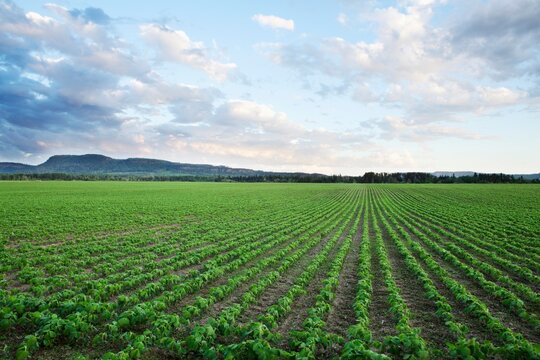 Field Of Soy Beans At Sunset; Thunder Bay, Ontario, Canada