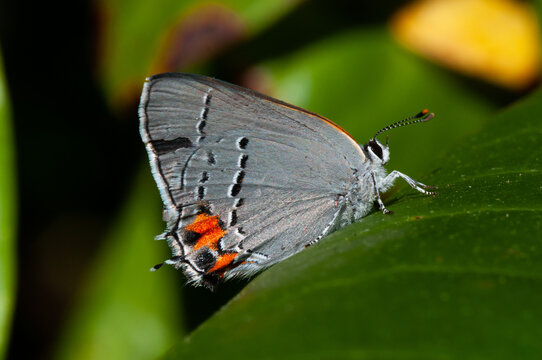 Papillon porte-queue gris du Canada (Strymon melinus)