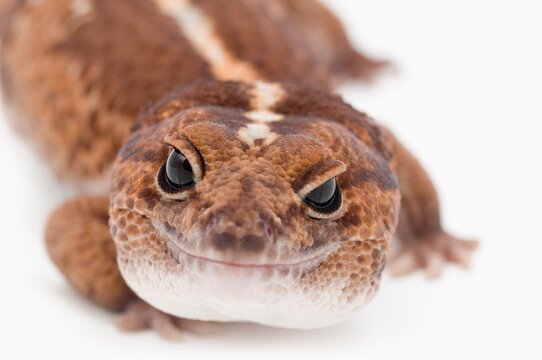 African Fat-Tailed Gecko (Hemitheconyx Caudicinctus); Alberta, Canada