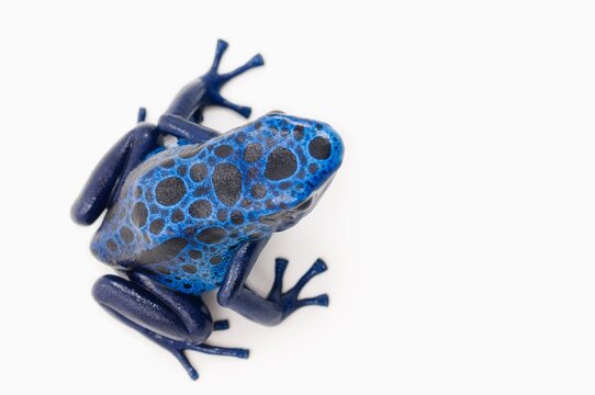 Blue Poison Dart Frog (Dendrobates Azureus); Alberta, Canada