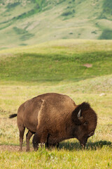 Plains Bison in Waterton Lakes National Park, Alberta, Canada