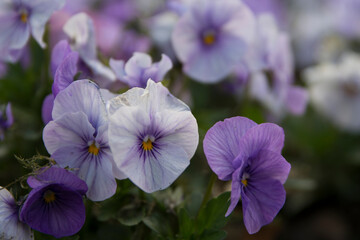 Blumen - diverse- bunter Frühling