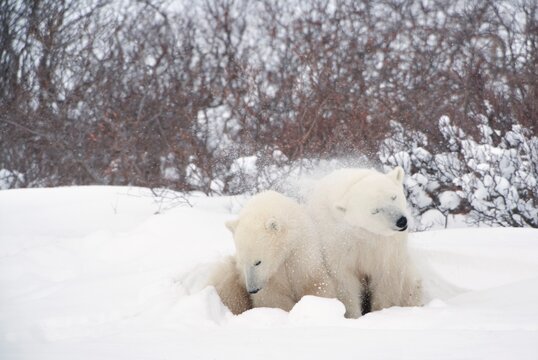 Two Polar Bears (Ursus Maritimus) Cuddled Together As One Shakes The Snow Off It's Fur; Churchill, Manitoba, Canada
