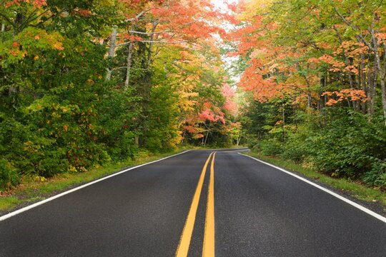A Road Lined With Trees In Autumn; Michigan, United States Of America