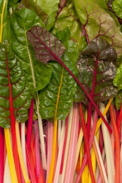 Colorful Rainbow Swiss Chard; Calgary, Alberta, Canada