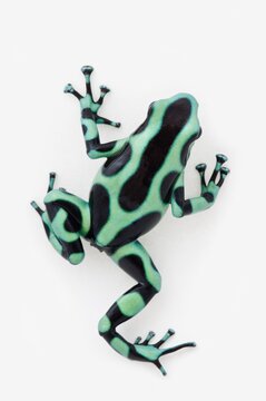 Black And Green Poison Dart Frog (Dendrobates Auratus)