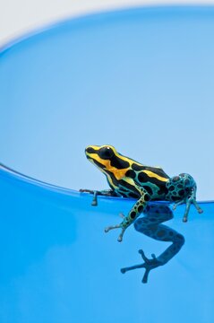 Black, Yellow And Blue Poison Dart Frog (Dendrobates Ventrimaculatus)