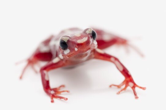 White-Striped Red Poison Dart Frog (Epipedobates Anthonyi)