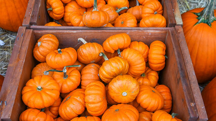Small orange pumpkins inside wooden box